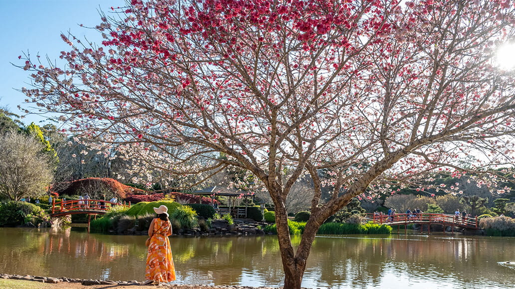 A lady stands in Toowoomba's Japanese Garden's at the doorstep to UniSQ's Toowoomba campus