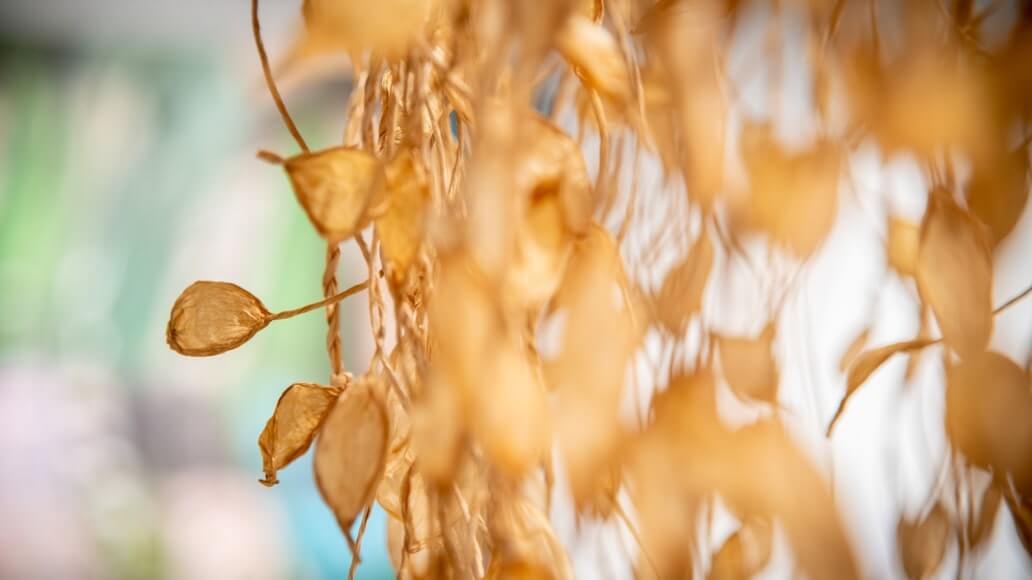 Close-up of dried, golden-brown leaves hanging down, with a softly blurred background.