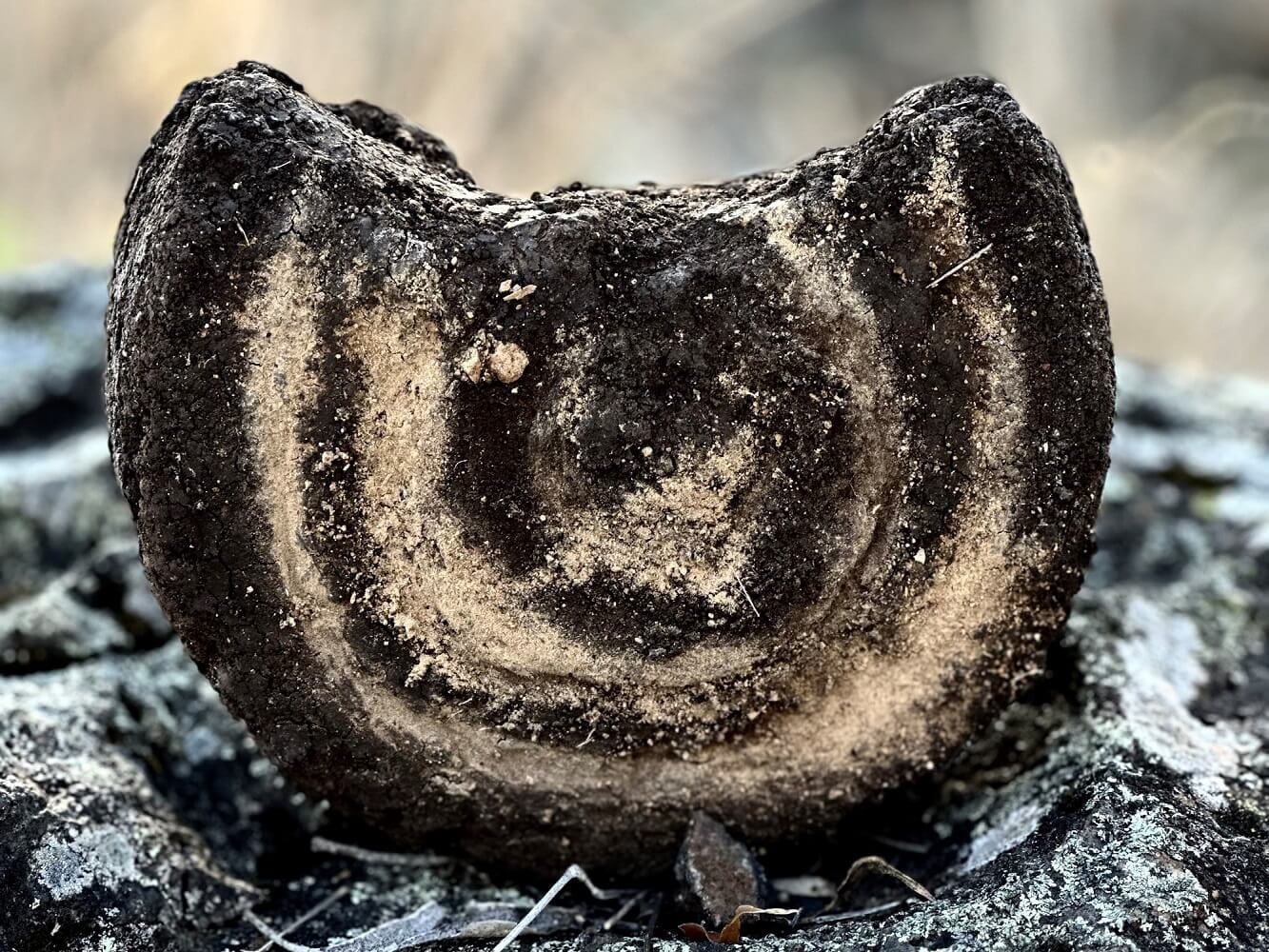 Close-up of a textured tree stump with a spiral pattern on its surface, situated on a rocky ground.