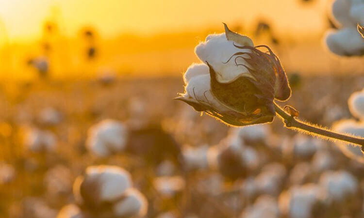 cotton in field