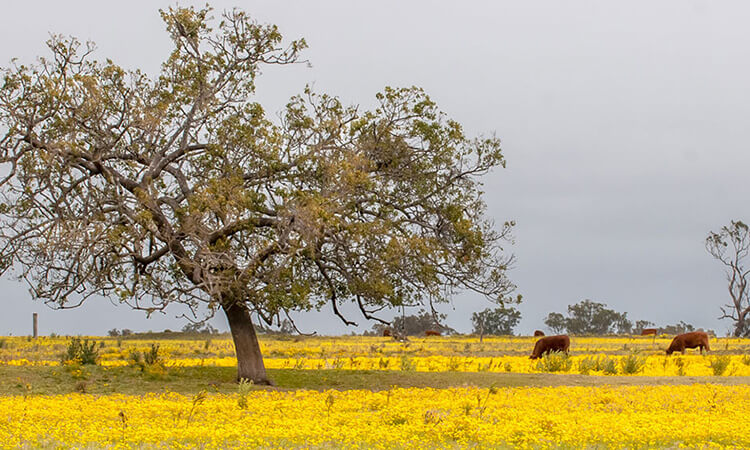 tree in paddock