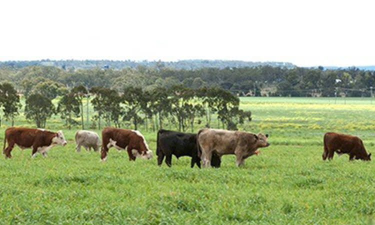 Cows in field