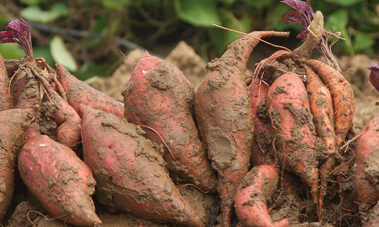 Sweet potatoes