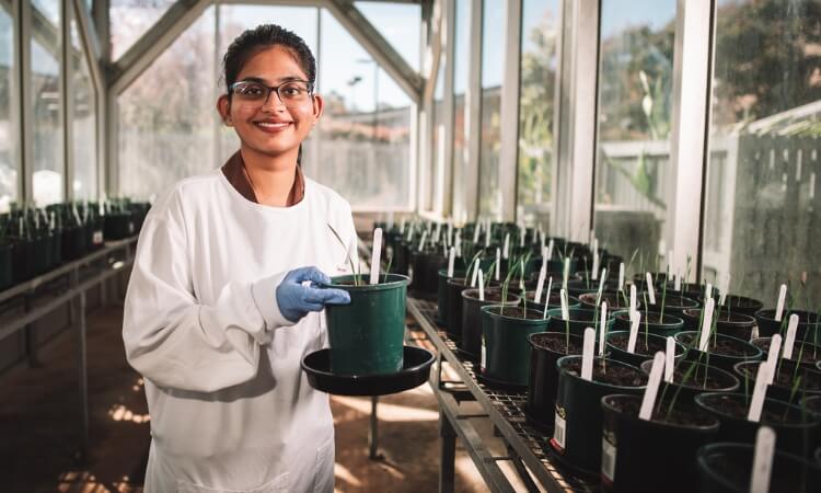 A researcher in a white lab coat and blue gloves holds a potted plant in a greenhouse filled with similar pots on metal shelves.