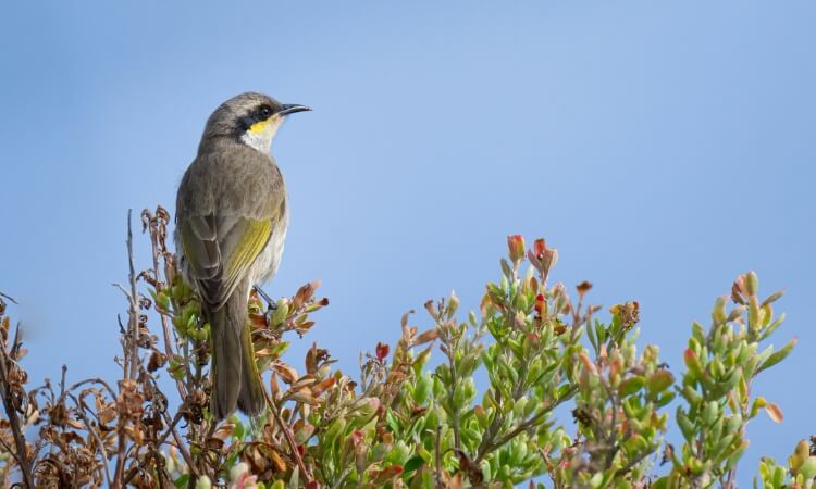 A small bird perches on a bush against a clear blue sky.