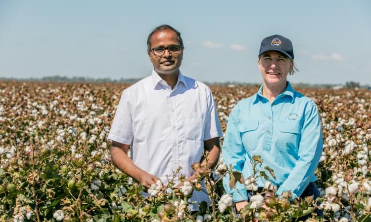 Two people stand in a cotton field under a clear sky. 