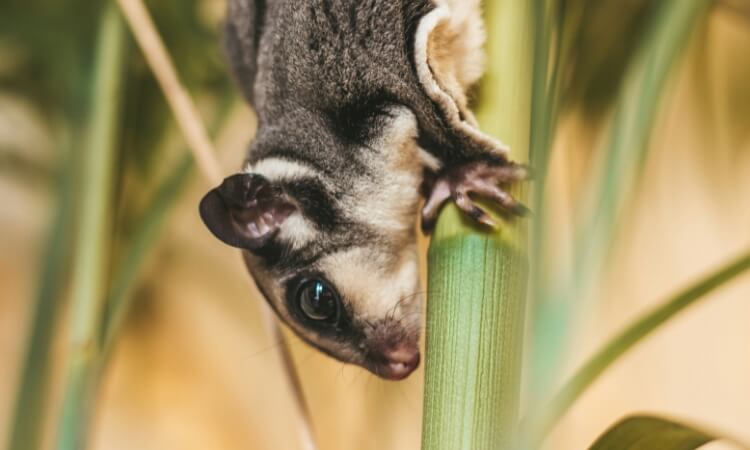 A sugar glider is hanging upside down on a plant stem with green leaves, displaying its large, dark eyes and soft fur.