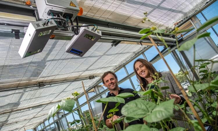 Two people stand under machinery in a greenhouse, examining leafy plants.