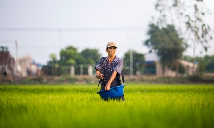 Satellites And AI Put Crop Insights In Farmers Hands