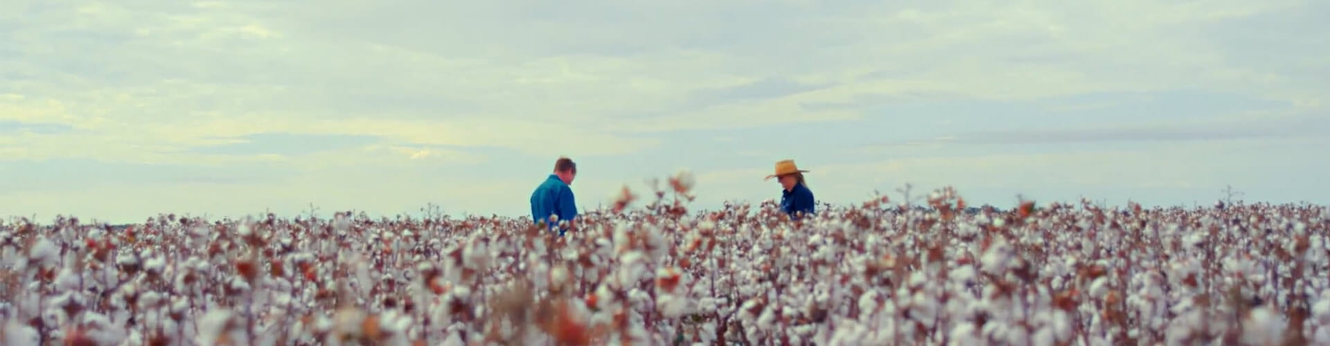 Two people stand in a vast cotton field under a cloudy sky, with cotton plants in the foreground.